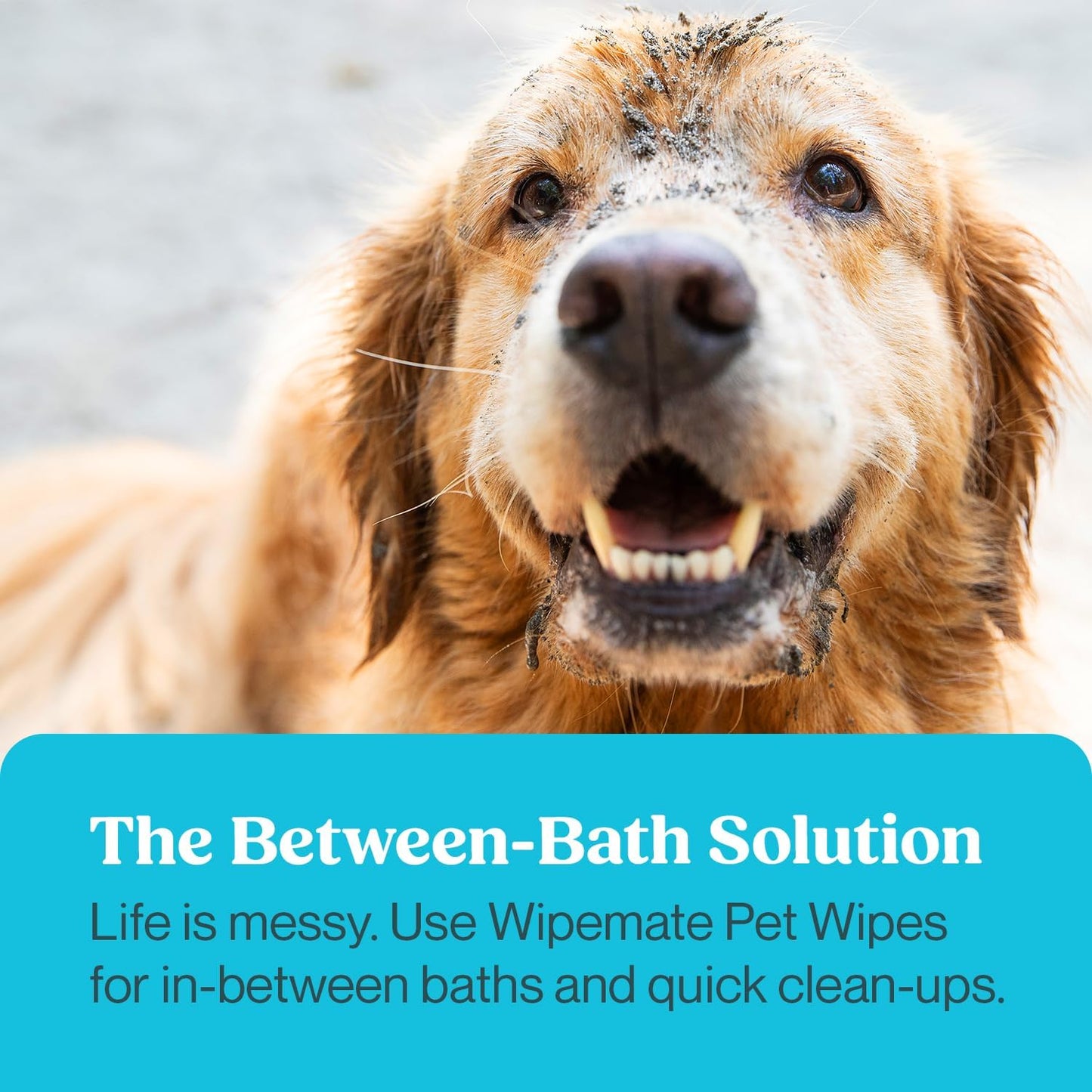 Pet Grooming Wipes β Gentle, All-in-One Cleansing